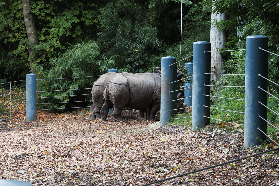 Woodland Park Zoo — photo 76